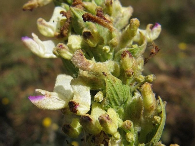 Felföldi díszcsalán - Coleus calycinus, Coleus calycinus syn Plectranthus calycinus, etnobotanika